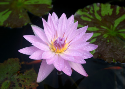 Nymphaea 'General Pershing'