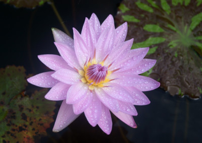 Nymphaea 'General Pershing'