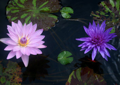 Nymphaea 'General Pershing'