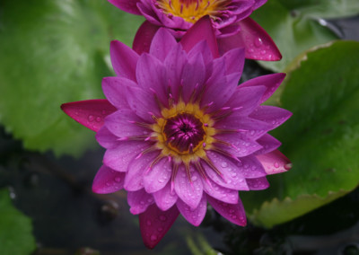 Nymphaea 'Jack Wood'