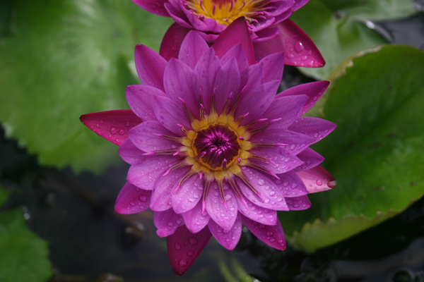 Nymphaea ‘Jack Wood’