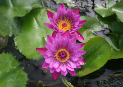 Nymphaea 'Jack Wood'