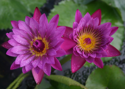 Nymphaea 'Jack Wood'