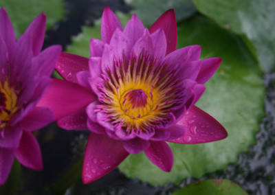 Nymphaea 'Jack Wood'