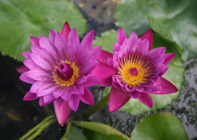 Nymphaea 'Jack Wood'