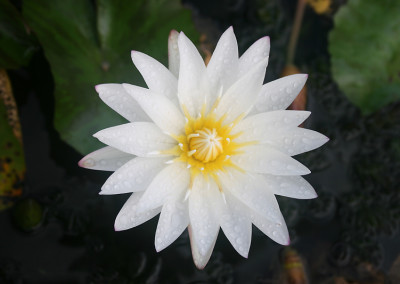 Nymphaea 'Innocence'