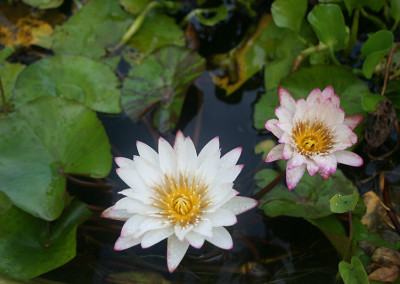 Nymphaea 'Innocence'