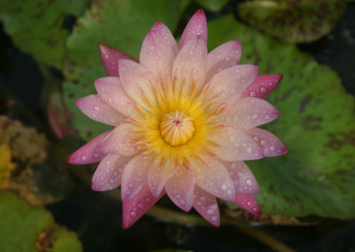 Nymphaea 'Albert Greenberg'