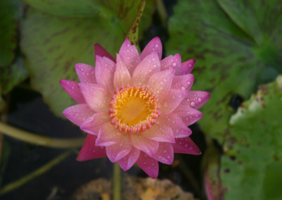 Nymphaea 'Albert Greenberg'