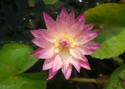 Nymphaea 'Albert Greenberg'