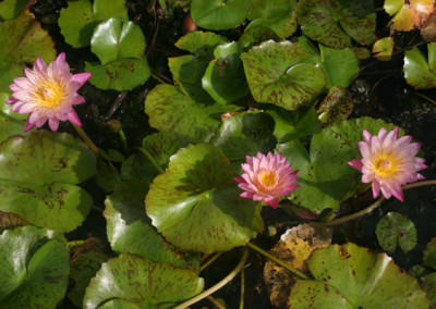 Nymphaea 'Albert Greenberg'