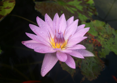 Nymphaea ‘General Pershing’