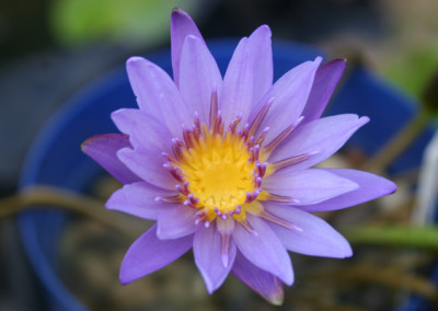 Nymphaea 'August Koch'