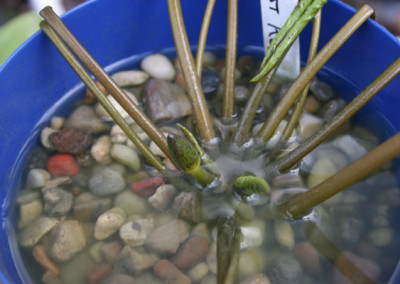 Nymphaea 'August Koch'