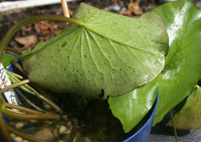 Nymphaea 'August Koch'