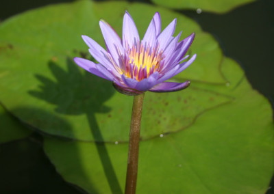 Nymphaea 'August Koch'