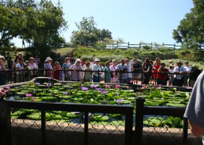 LilyFest 2008