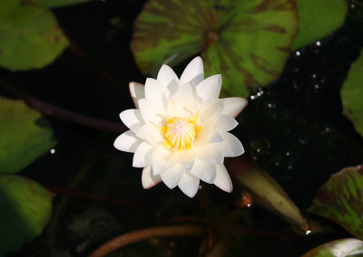 Nymphaea 'Innocence'