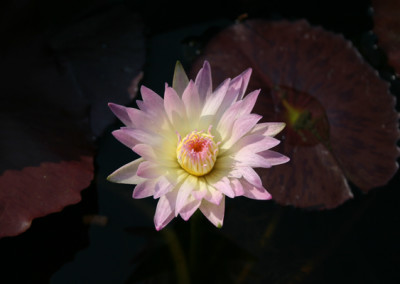 Nymphaea 'Day Glow'