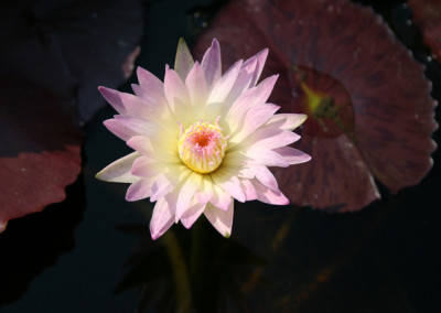 Nymphaea 'Day Glow'