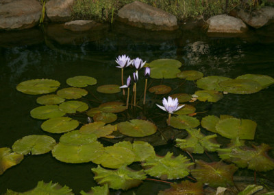 Nymphaea 'Blue Beauty'