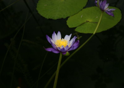 Nymphaea gigantea Hooker