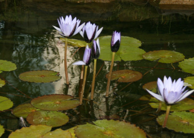 Nymphaea ‘Blue Beauty’ (syn. Nymphaea ‘Pennsylvania’)