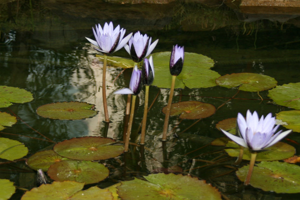 Nymphaea ‘Blue Beauty’ (syn. Nymphaea ‘Pennsylvania’)