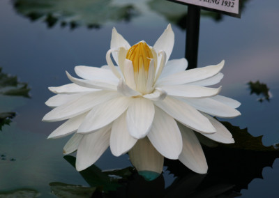 Nymphaea ‘Missouri’