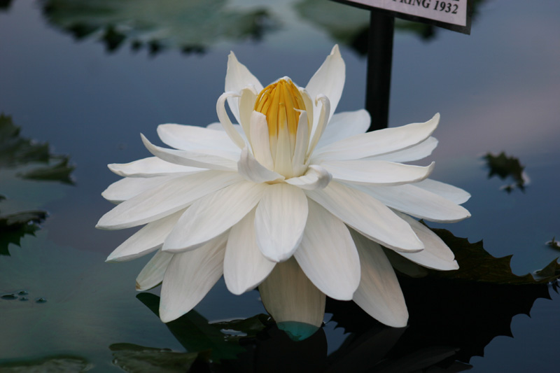 Nymphaea ‘Missouri’