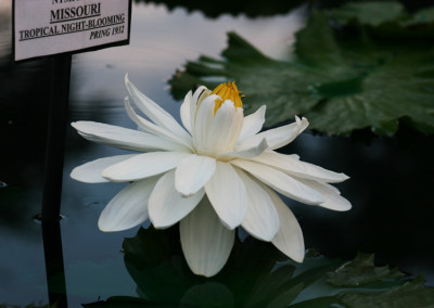 Nymphaea 'Missouri'