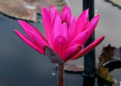 Nymphaea 'Jennifer Rebecca'