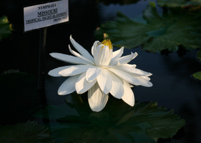 Nymphaea 'Missouri'