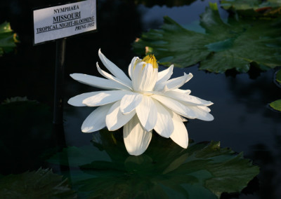 Nymphaea 'Missouri'