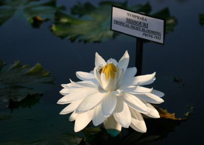 Nymphaea 'Missouri'