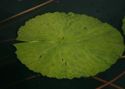 Nymphaea 'Dr. Ralph (Rafael) Chase'