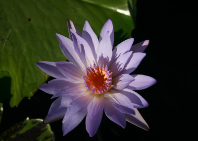 Nymphaea 'Bob Derby'