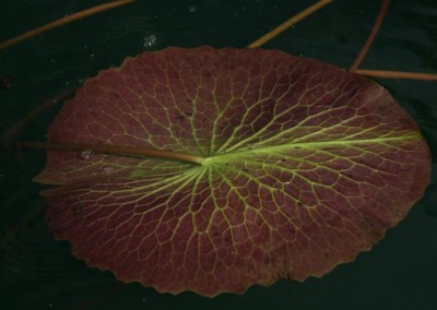 Nymphaea 'Dr. Ralph (Rafael) Chase'