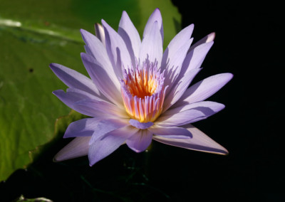 Nymphaea 'Bob Derby'