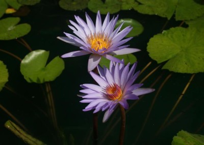 Nymphaea 'Dr. Ralph (Rafael) Chase'