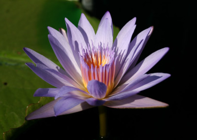 Nymphaea 'Bob Derby'