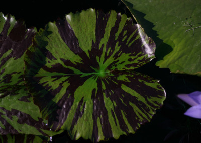 Nymphaea 'Bob Derby'