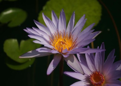 Nymphaea 'Dr. Ralph (Rafael) Chase'