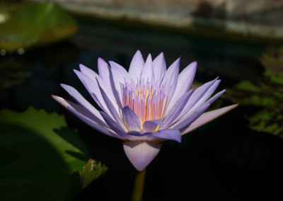 Nymphaea 'Bob Derby'