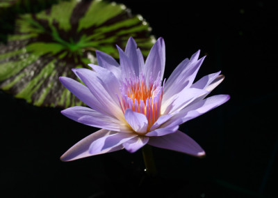 Nymphaea ‘Bob Derby’