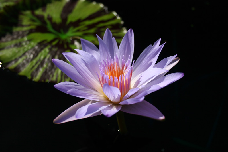 Nymphaea ‘Bob Derby’