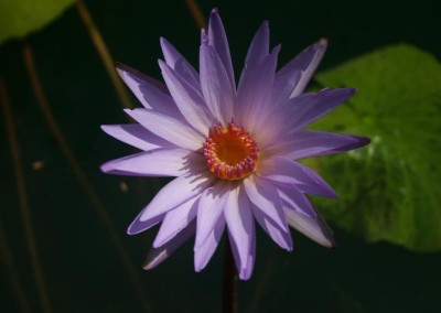 Nymphaea 'Dr. Ralph (Rafael) Chase'