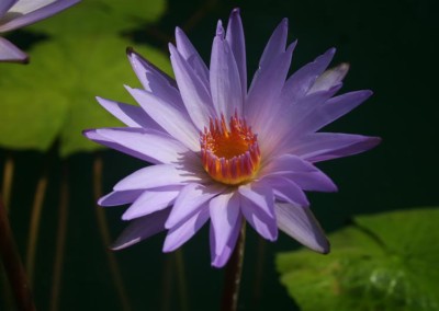 Nymphaea ‘Dr. Ralph (Rafael) Chase’