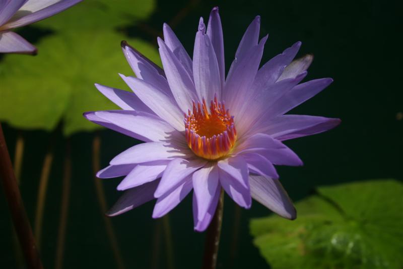 Nymphaea ‘Dr. Ralph (Rafael) Chase’