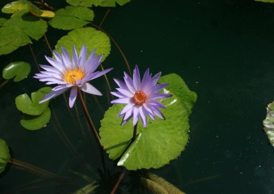 Nymphaea 'Dr. Ralph (Rafael) Chase'